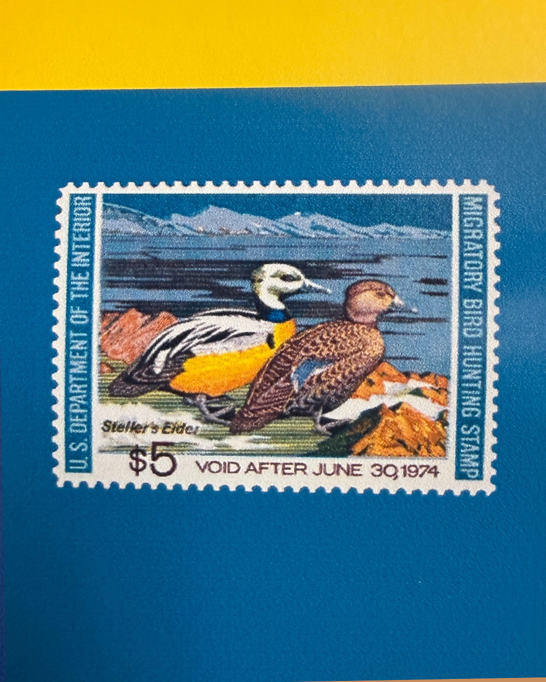 Duck & Goose Blanks