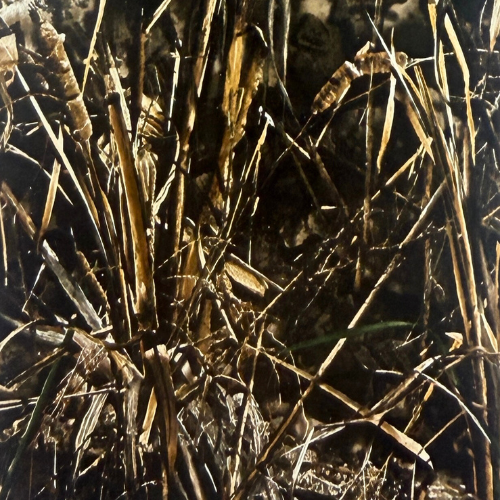 Duck & Goose Call Blanks